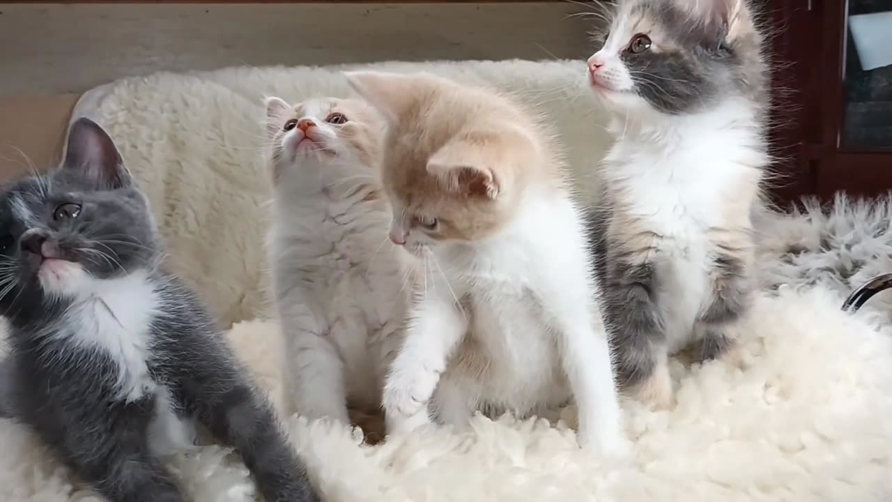 Week Old Maine Coon X Harlequin Dilute Calico DSH Kittens!