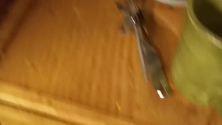Terrible Roach Infestation