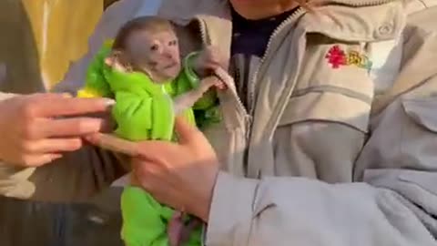 Monkey jump and run cute funny expression #5
