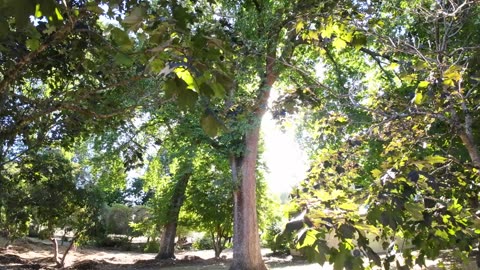 Queen Victoria Park, Wellington