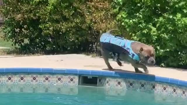Figured I’d show you how excited I get when it’s swim time 🐾