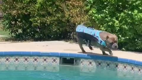 Figured I’d show you how excited I get when it’s swim time 🐾