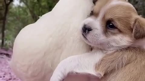 Cute Puppy 🥰😘 #$Shorts