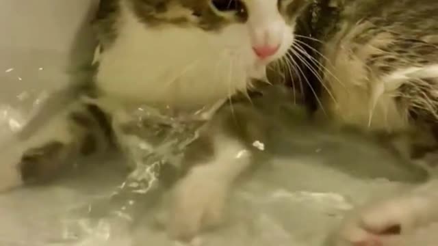 Funny Cats And Cute Kittens Playing Cute Kittens