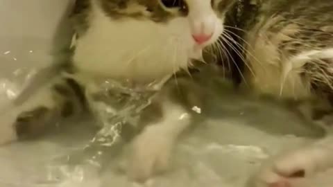Funny Cats And Cute Kittens Playing Cute Kittens