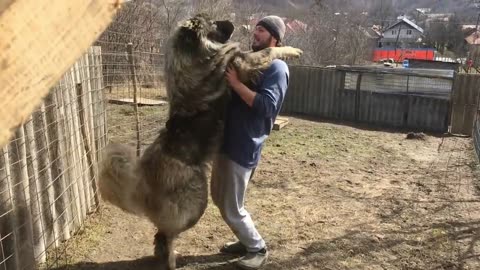 10 Most Dangerous Breeds in the world |Largest dog breeds |