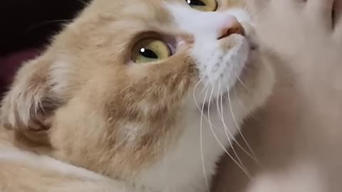 cute pet