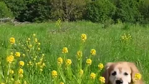 Cute Golden Retrievers