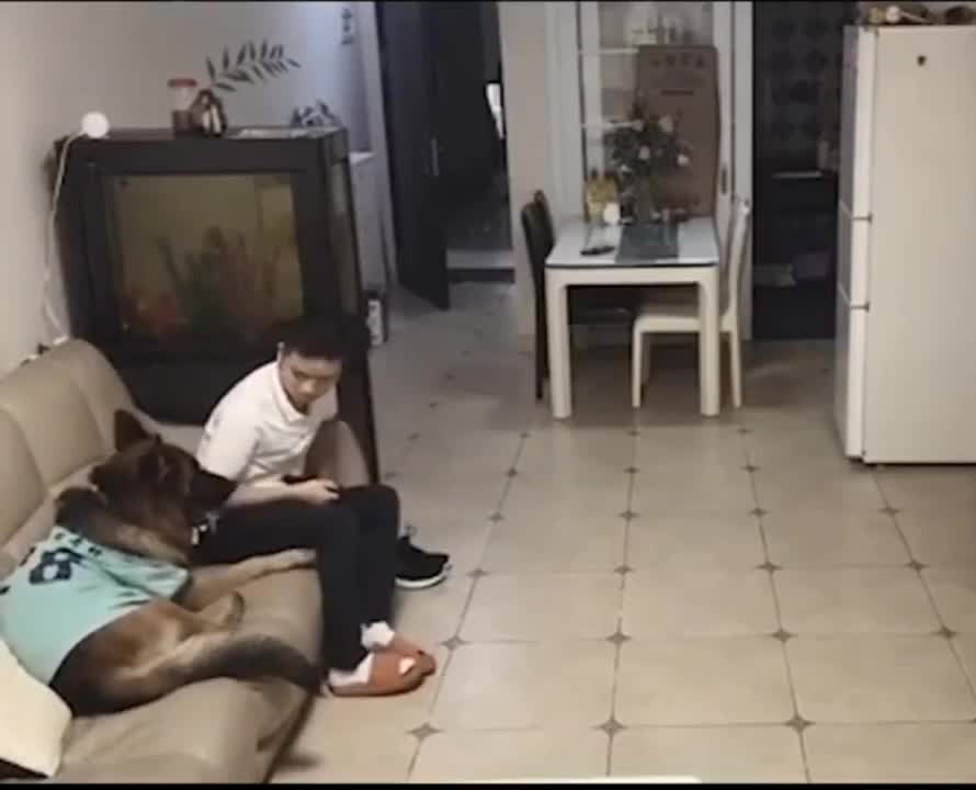 Smartest German shepherd