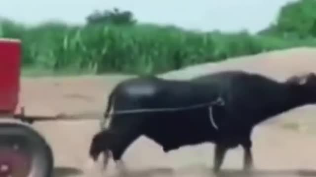 Self Start by cow