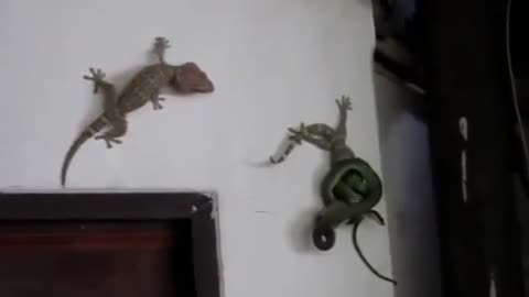 Gecko saves life of his mate from snake