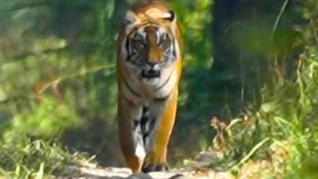 Tiger Photo shoot video 😍