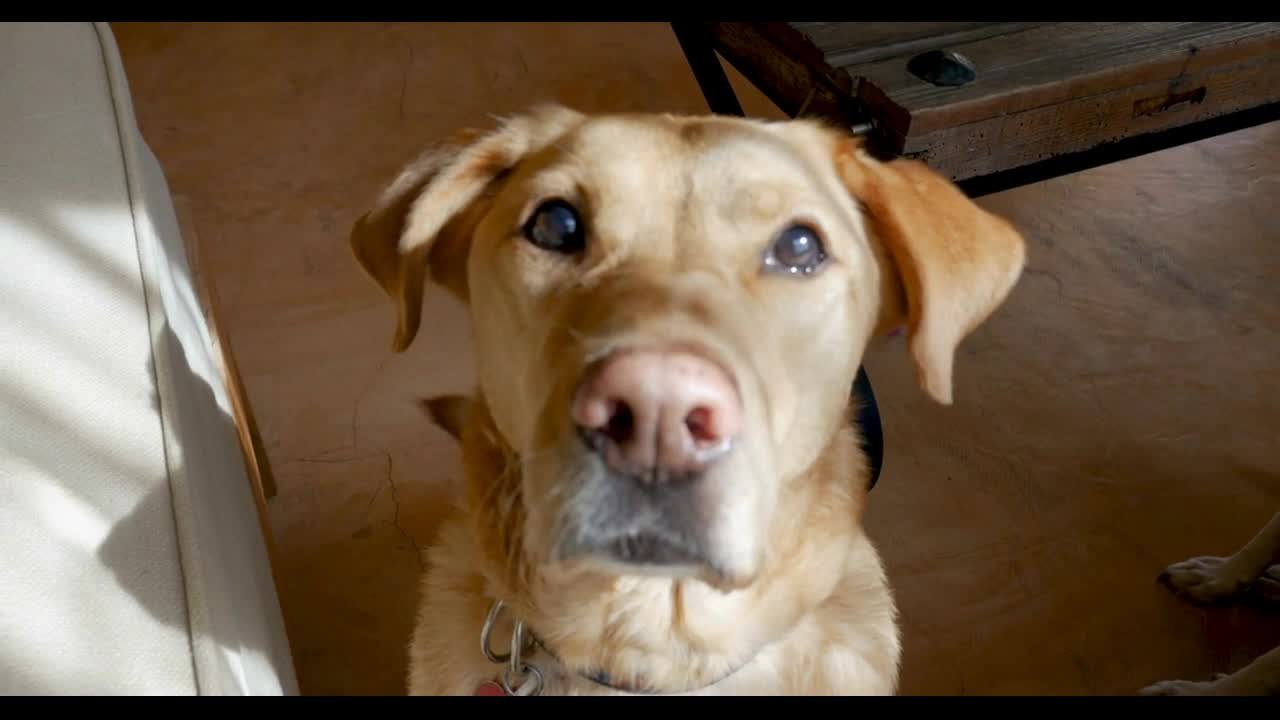 a happy yellow or golden labrador retriever dog sitting, wagging her tail