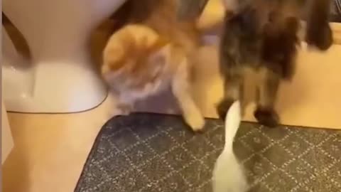 Funny videos