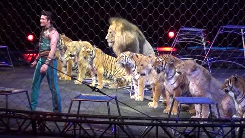 Ringling Brother's Big Cats (Tigers and Lions) show