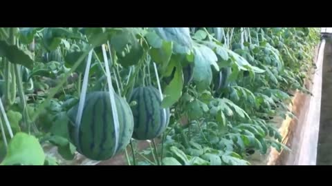 Watermelon is starting to bear fruit