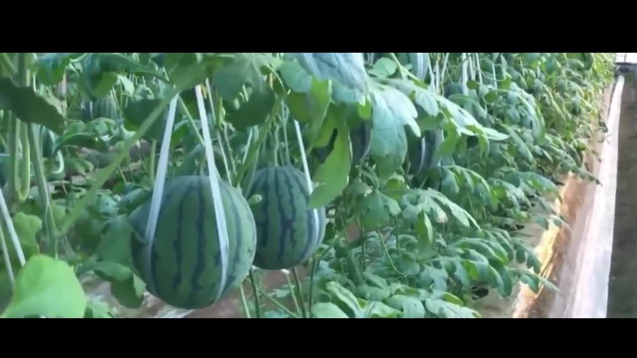 Watermelon is starting to bear fruit