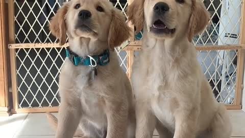 Cat and dog war