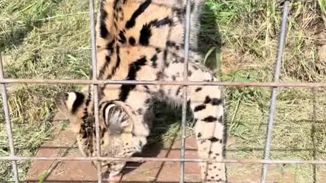 Safari's tippy tappies will always steal my heart