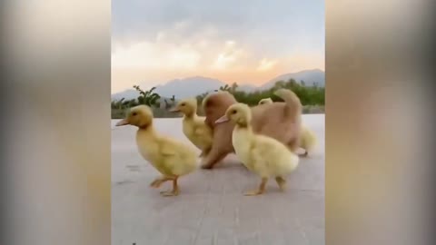 A Cute Puppy Became The Boss Of Five Ducklings #1