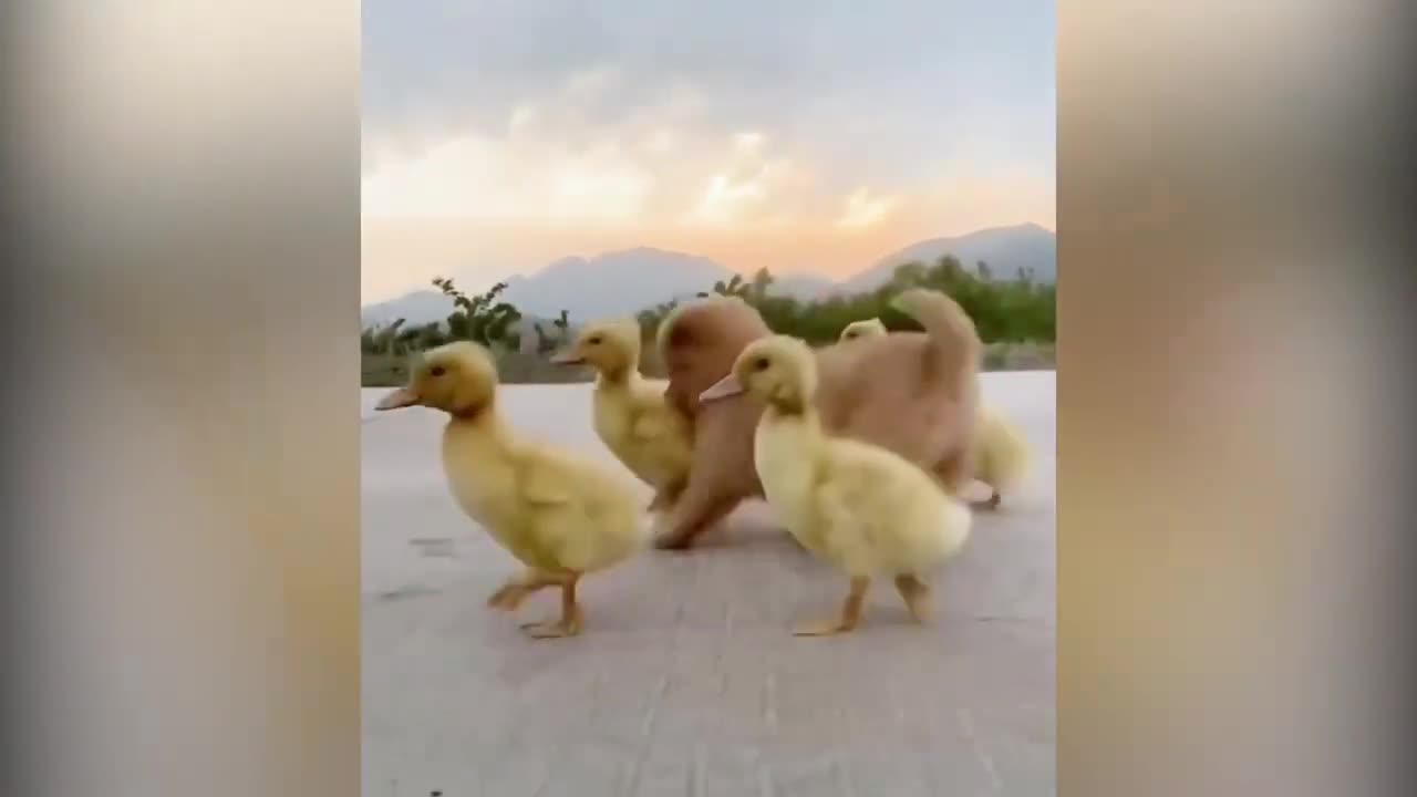 A Cute Puppy Became The Boss Of Five Ducklings #1