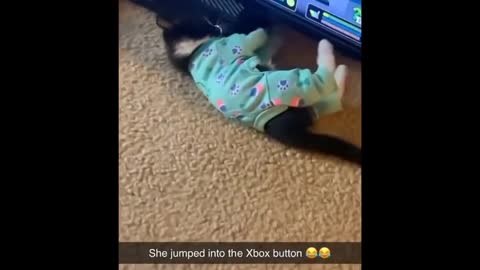 Funny Cats 😹 - Don't Try To Stop Laughing 🤣 - Funniest Cats Ever