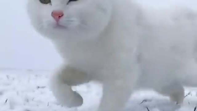 OMG so beautiful snow white CAT