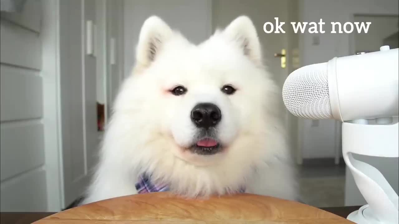 ASMR Dog Reviewing Different Types of Food I MAYASMR