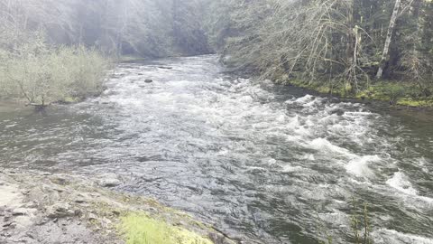 Excellent River Shoreline Trail & Views – Salmon River – Mount Hood – 4K