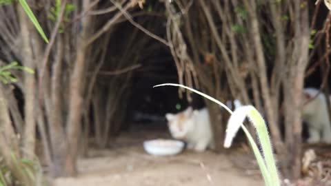 hungry cat