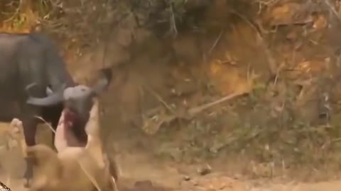 Buffalo attack on lion so amazing never judge a book by it's cover