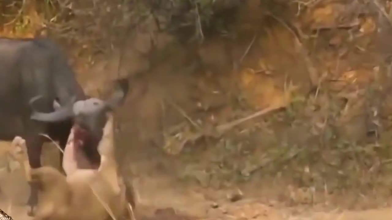 Buffalo attack on lion so amazing never judge a book by it's cover