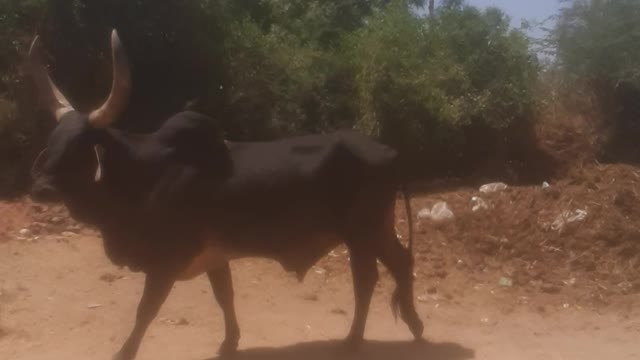 Kankrej Bull in India