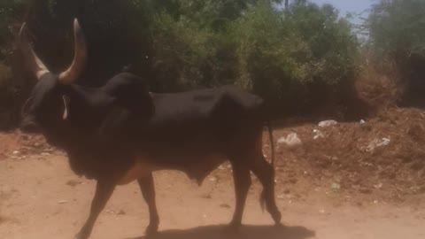 Kankrej Bull in India