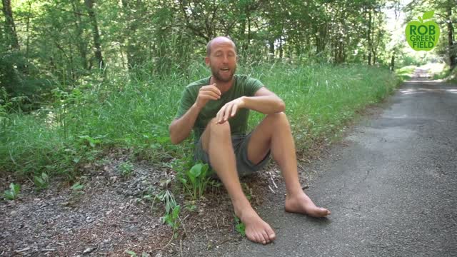11 Easy Edible Plants for Beginner Foragers- Eating Wild Food