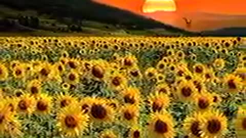 Sunflower + Sunset 🌻🌇❤️