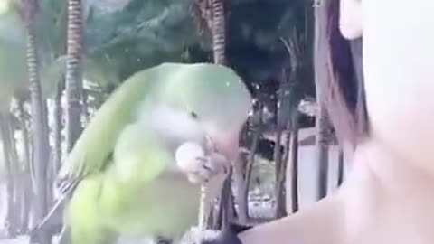 Animal videos