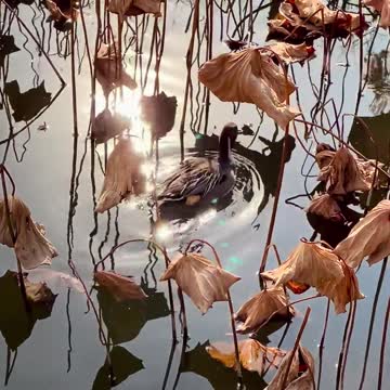 Most Beautiful Birds in Nature 04