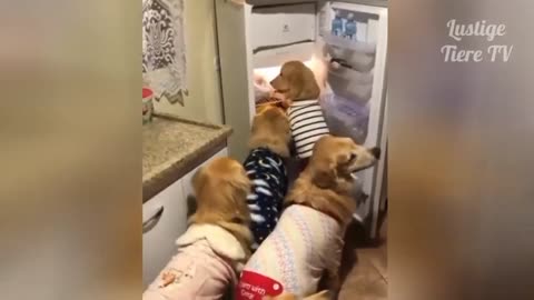All Dogs Try To Finds Ice-cream In Refrigerator Funny Dog Videos