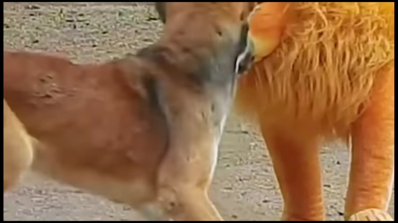 New Funny Pranks #funnyanimals #funny #comedy