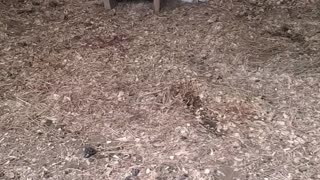 Kiko Baby Goat