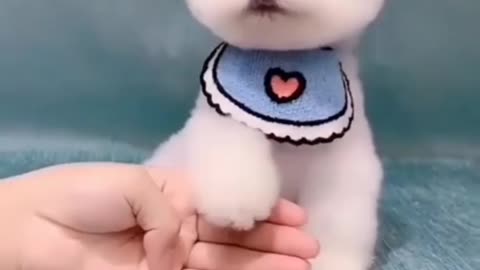 Rumble / Dogs & Puppies —