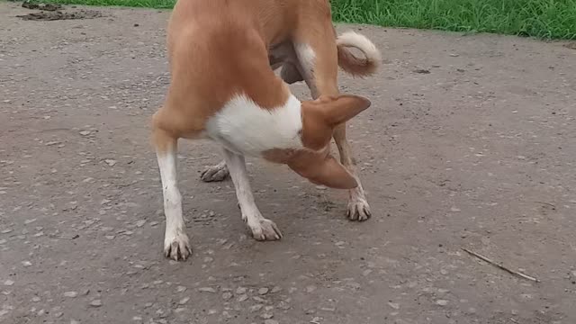 Dog amazing video india | Dog Pet animal