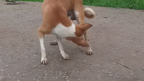 Dog amazing video india | Dog Pet animal