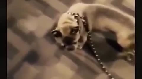 kitten and the puppy