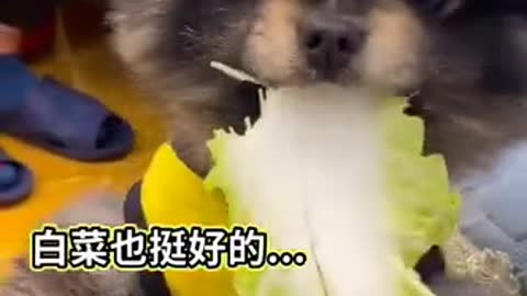 Funniest Animals Real 😹 - Best Of The 2021