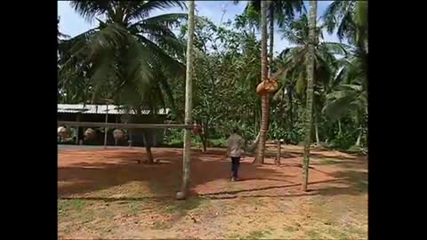 Monkeys trained to pick coconuts