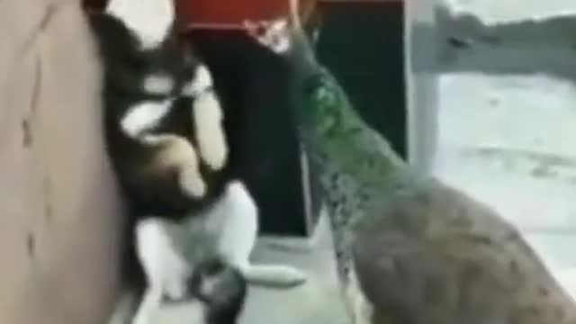 Dog 🐕vs funny birds
