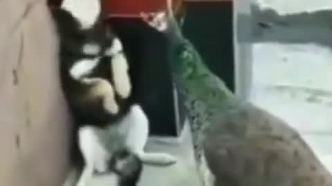 Dog 🐕vs funny birds
