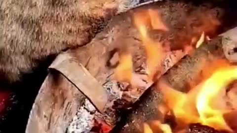 Kucing Terbakar
